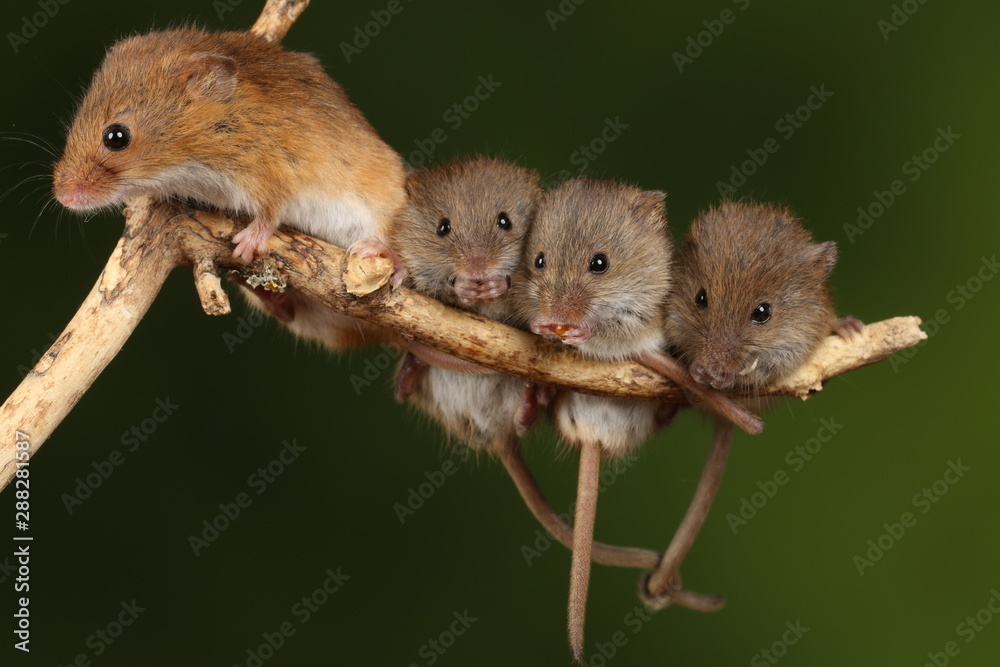 harvest mice exploring and eating while looking cute harvest mice exploring and eating while looking cute