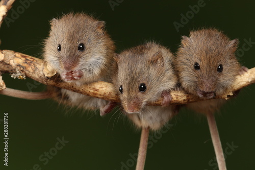 harvest mice exploring and eating while looking cute