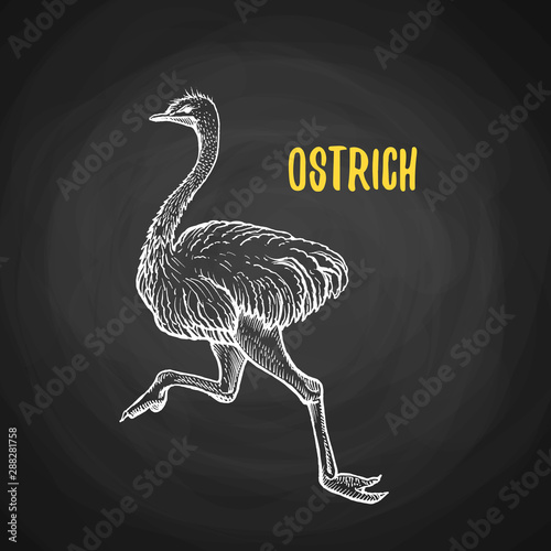 Bird ostrich animal in the style of chalk on a blackboard. Vector poster of running ostrich. The biggest and fastest bird on the world