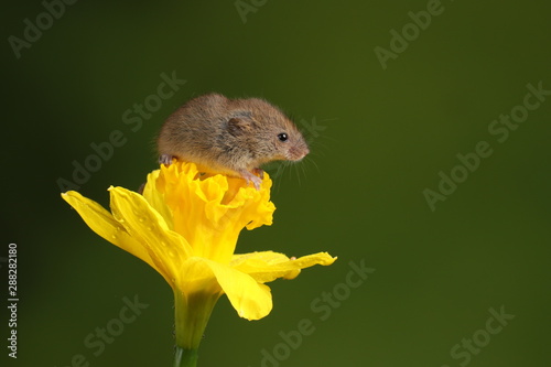 harvest mouse exploring a yellow daffodil flower