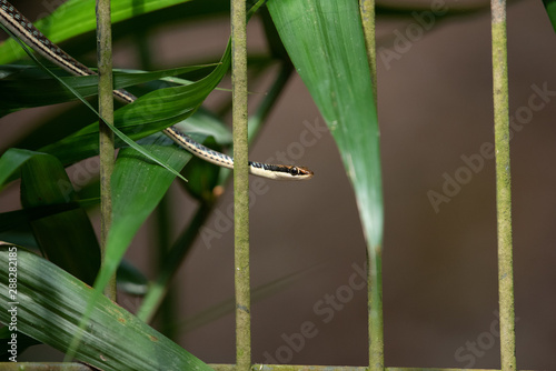 Painted Bronzeback Dendrelaphis pictus photo