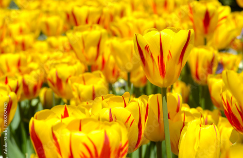 washington tulips at park