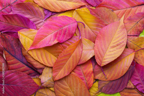 Colorful background with autumn Cherry leaves.