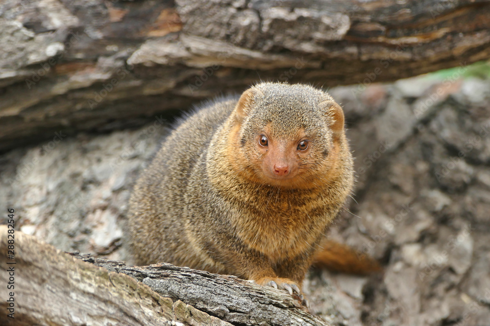 Common dwarf mongoose (Helogale parvula) small African carnivore Common dwarf mongoose (Helogale parvula) small African carnivore