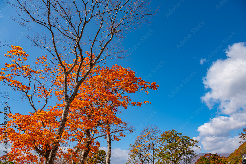 Beautiful Autumn landscape background. Colorful fall foliage in sunny day