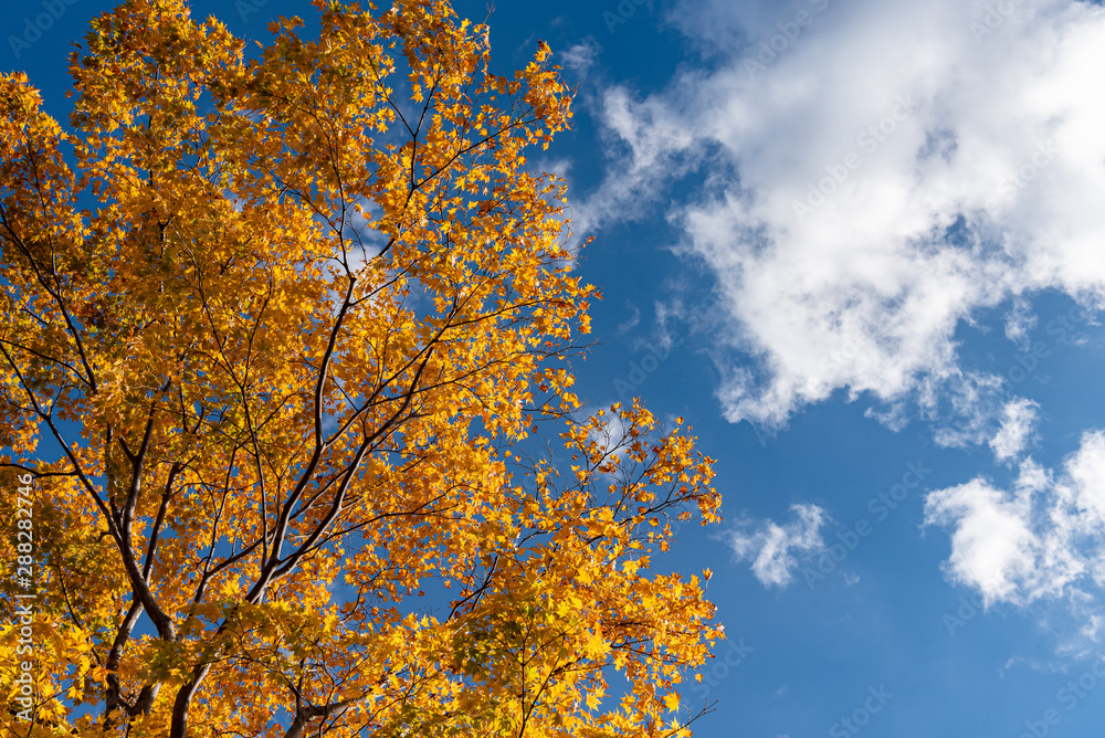 Fototapeta premium Beautiful Autumn landscape background. Colorful fall foliage in sunny day