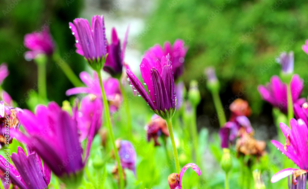 Purple flowers after the rain