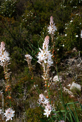 Wallpaper Mural White Asphodel (Asphodelus albus) flowering Torontodigital.ca