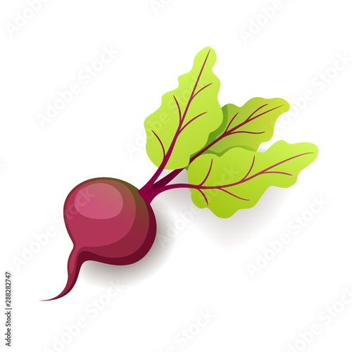 Sweet fresh beet with green leaf icon isolated, organic healthy food, vegetable, vector illustration.