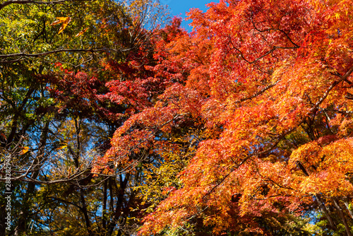 Beautiful Autumn landscape background. Colorful fall foliage in sunny day © Shawn.ccf