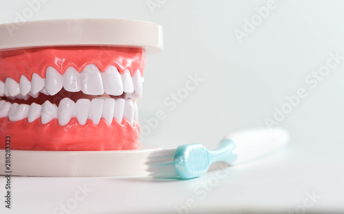 Teeth model and dental with brush on white background