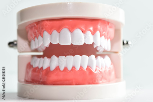 Teeth model and dental with brush on white background