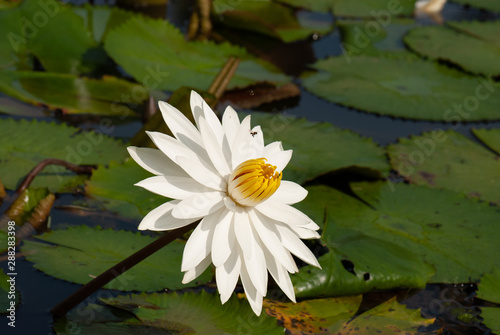 White Water-Lily Nymphaea alba