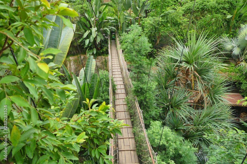 Canopy walk in top of tropical rainforest