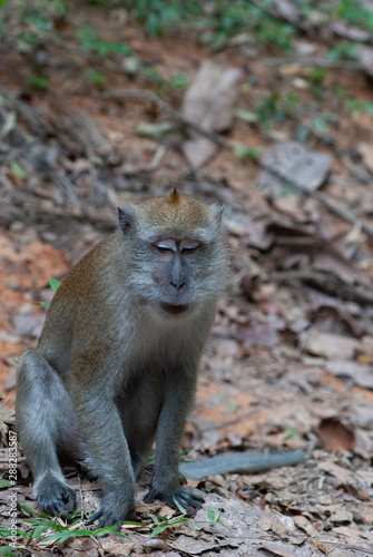 Long-tailed macaque Macaca fascicularis