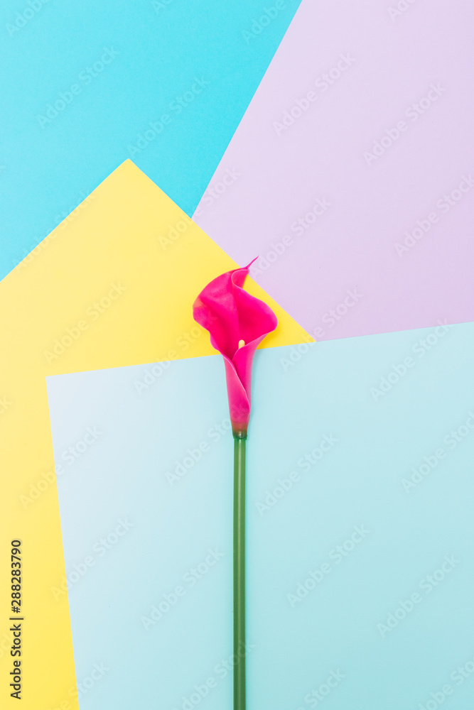 Lily flower on geometric yellow, blue and pink background. Minimalism Lily flower on geometric yellow, blue and pink background. Minimalism