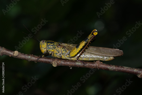 Javanese Grasshopper Valanga nigricornis photo