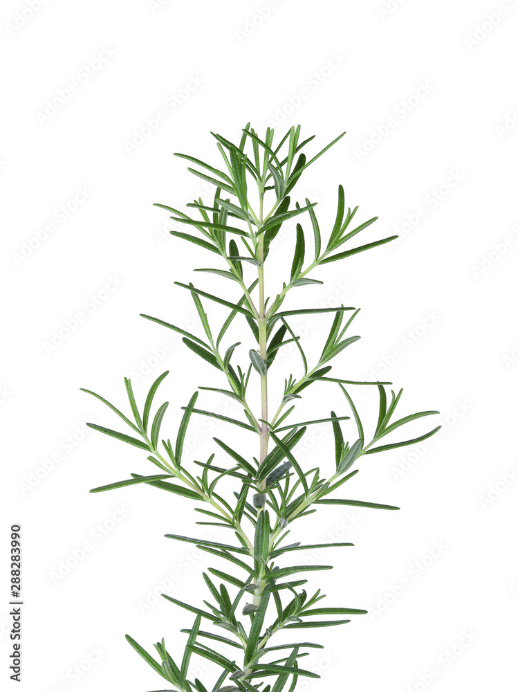 Rosemary isolated on white background Rosemary isolated on white background
