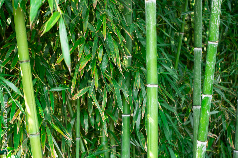 Obraz premium Closeup of bamboo trunks in a Japanese forest