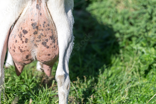 Hind legs and udder of a goat on a background of green juicy grass