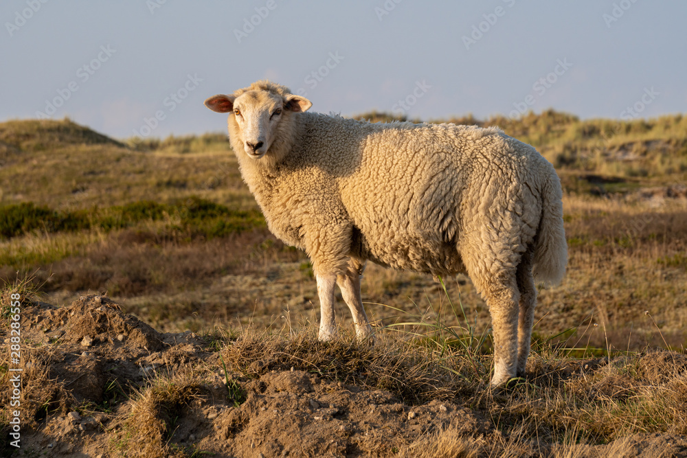 Sheep in warm evening light on the island Sylt, Germany Sheep in warm evening light on the island Sylt, Germany