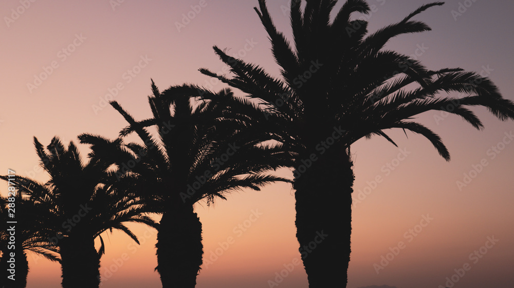 palm_sunset