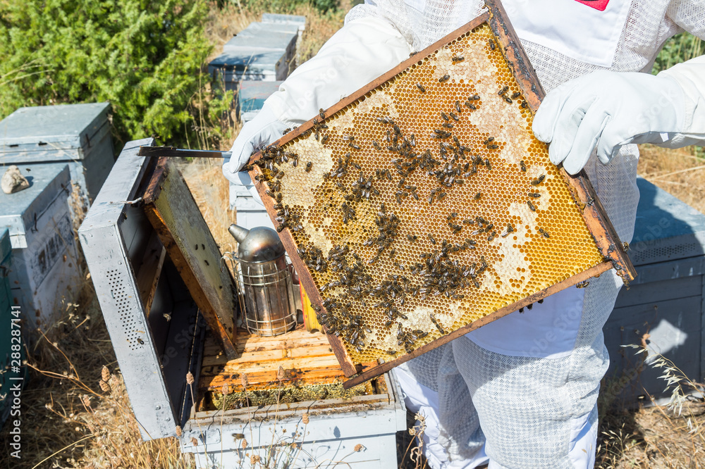 beekeeper collecting honey in a beehives. beekeeper collecting honey in a beehives.