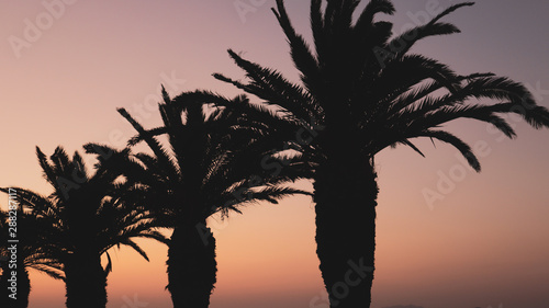 palm_sunset
