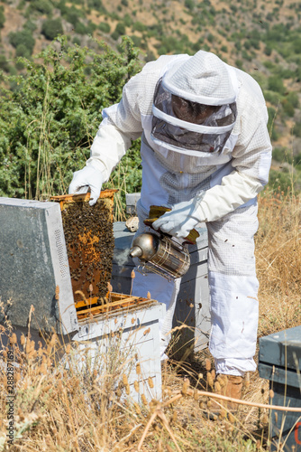 beekeeper collecting honey in a beehives.