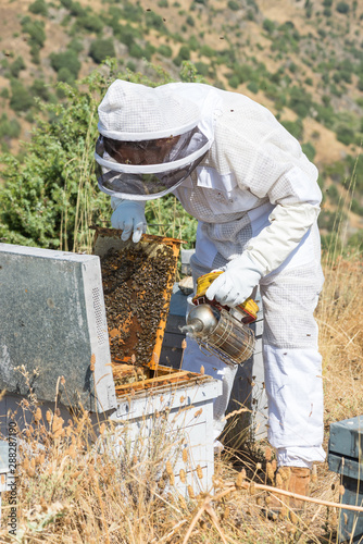 beekeeper collecting honey in a beehives.