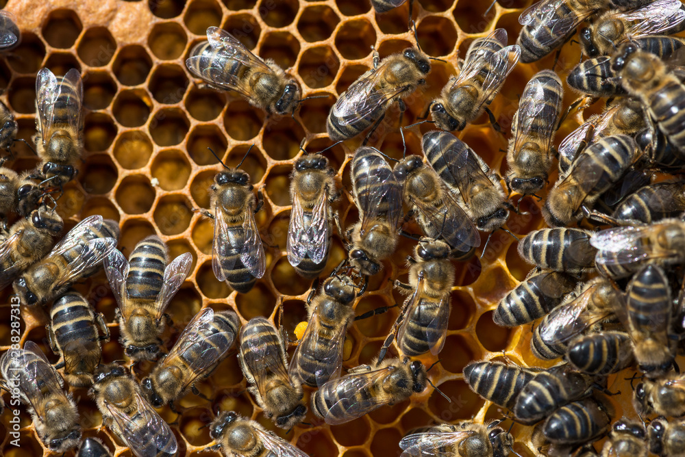 Bees with larva offspring, waiting for their growth Bees with larva offspring, waiting for their growth