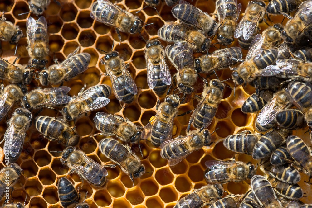 Bees with larva offspring, waiting for their growth Bees with larva offspring, waiting for their growth