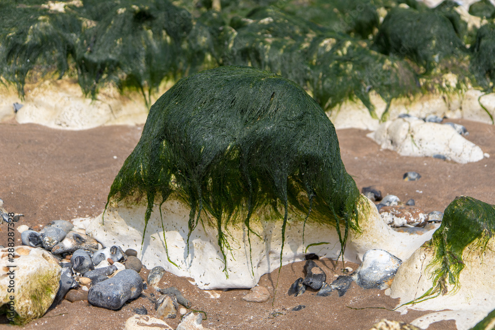 Naklejka premium sea weed