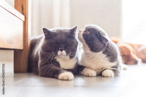 Two British shorthairs get along well