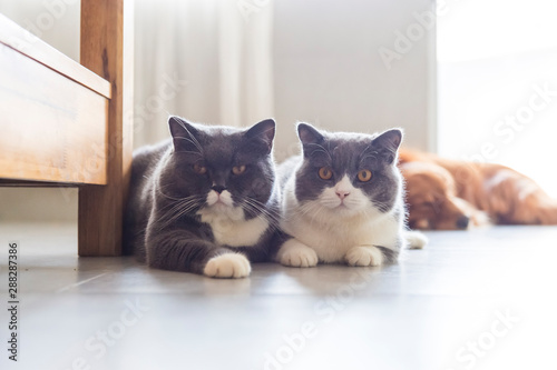 Two British shorthairs get along well © chendongshan