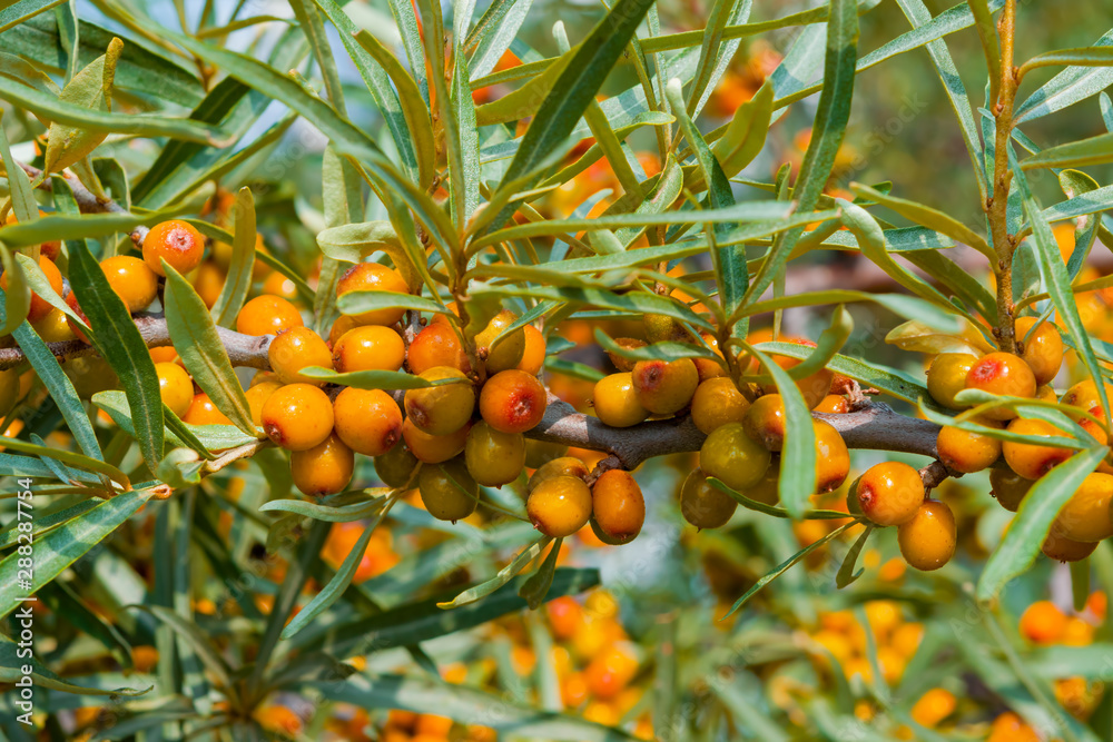 Ripe berries of the medicinal plant sea buckthorn on branches with green leaves, autumn harvest