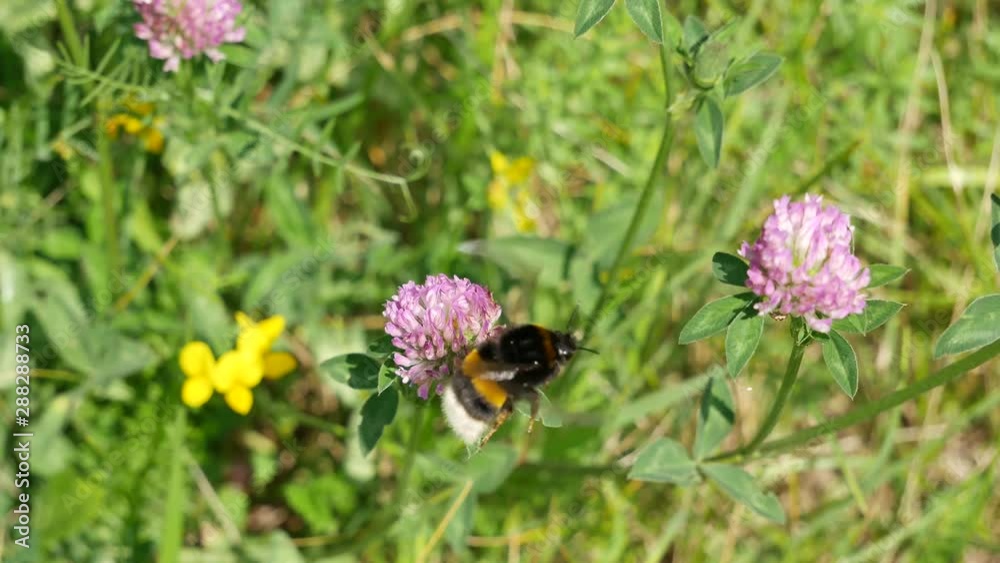 bumblebee on a flower