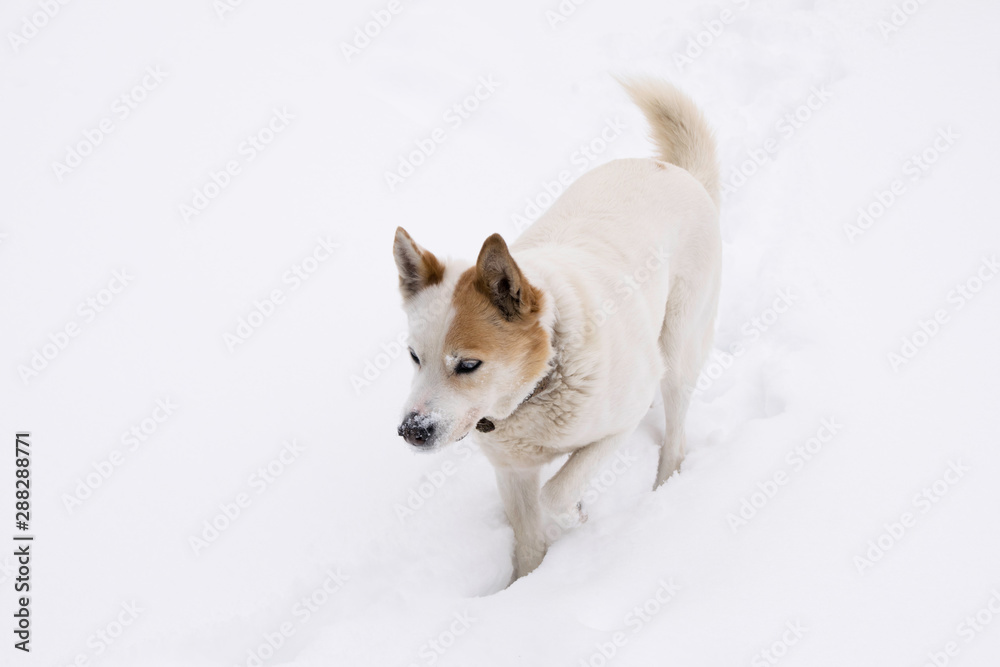 White dog walking through the deep snow