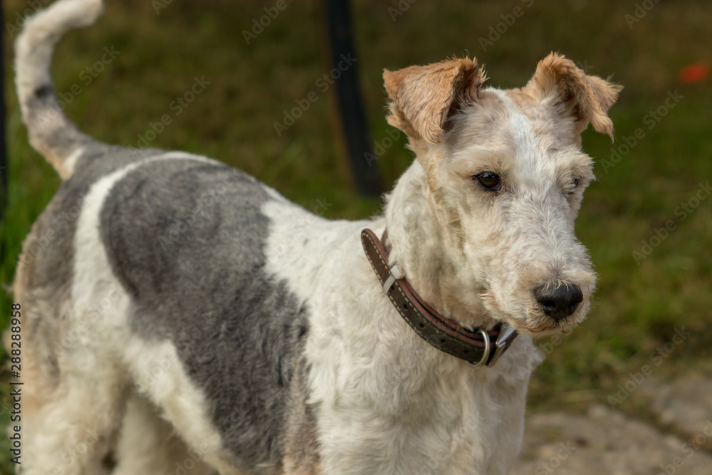 Fototapeta premium portrait of a dog