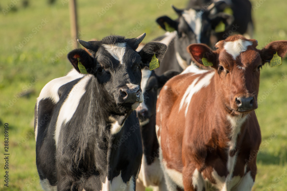 cows in field