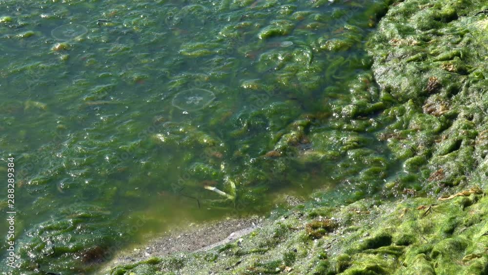 Contaminated Black Sea coast with green algae Contaminated Black Sea coast with green algae