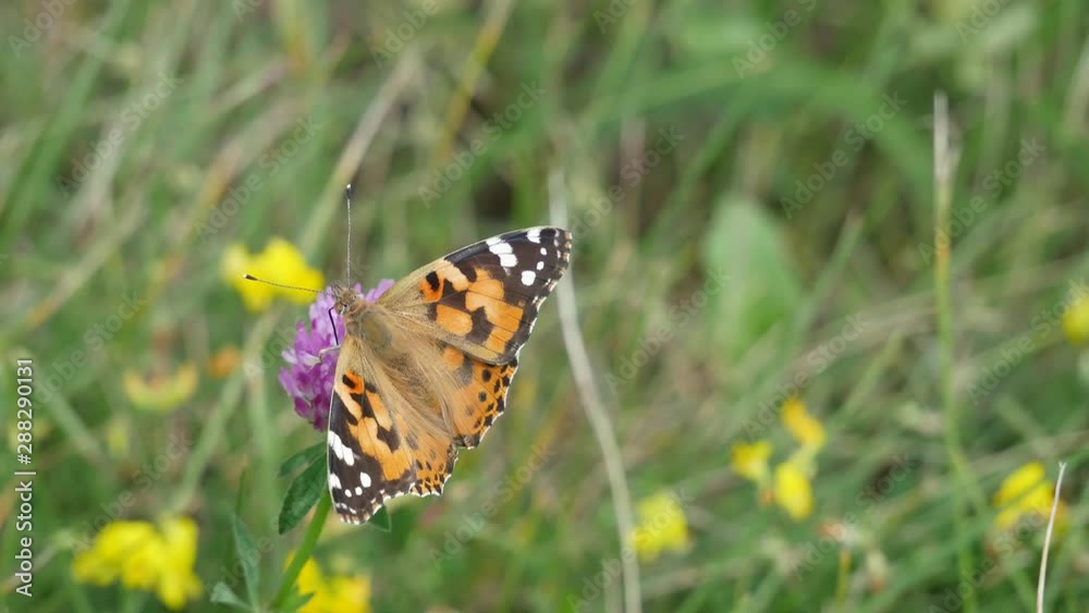 The butterfly a burdok eats nectar on a clover flower. The butterfly a burdok eats nectar on a clover flower.