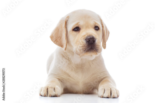 Labrador puppy isolated on white