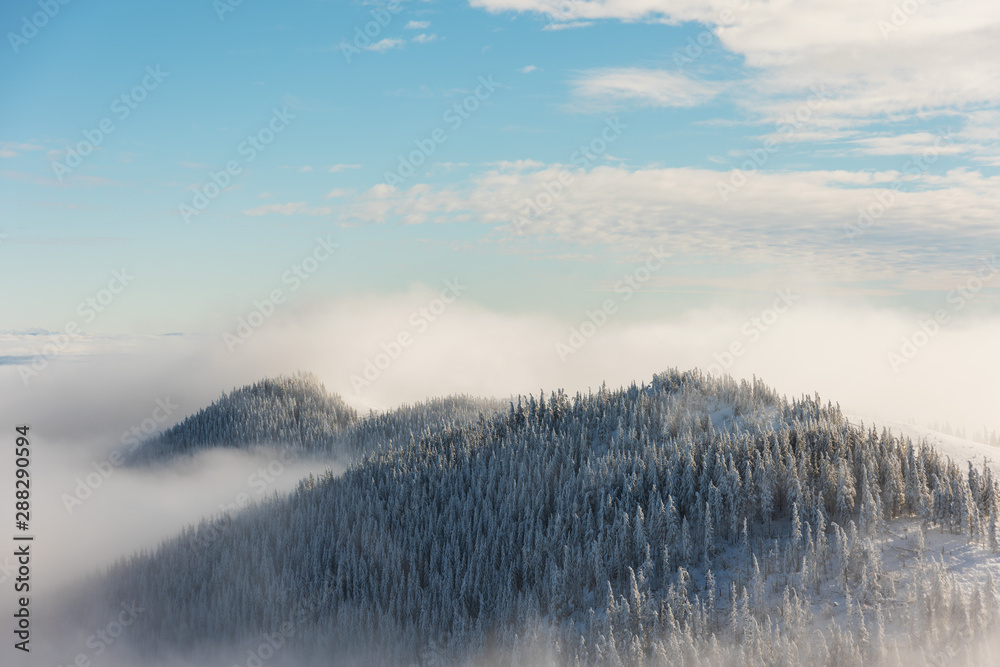 Winter landscapes from the Ukrainian Carpathian Mountains with many fogs and snowy slopes of mountains and trees in the frame