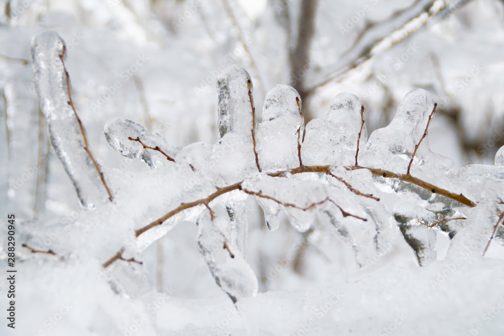 Close up - Frozen branch during the cold winter