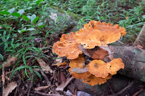 Bright orange Laetiporus shelf mushrooms growing on dry wood. Orange mushrooms growth on wood trunk in rainforest.