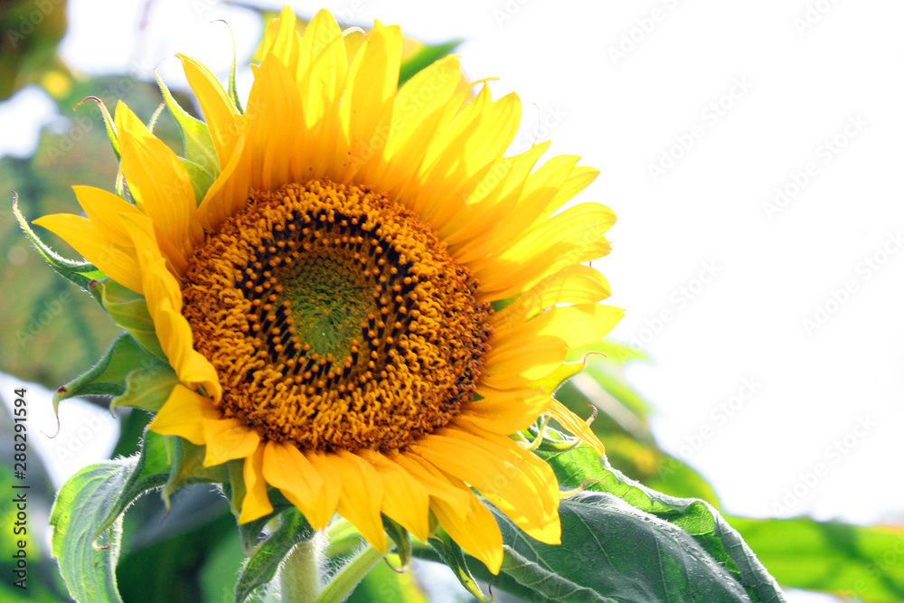 Obraz premium sunflower blooming in summer