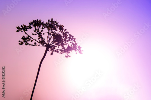Glittering water drops in a beautiful dandelion. Morning purpure background.