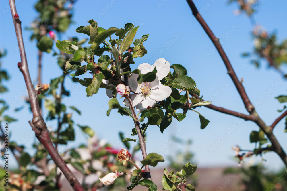Blossoming apple tree in spring