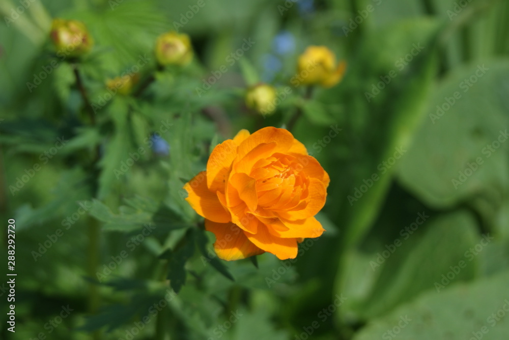 Flowers Flowers
